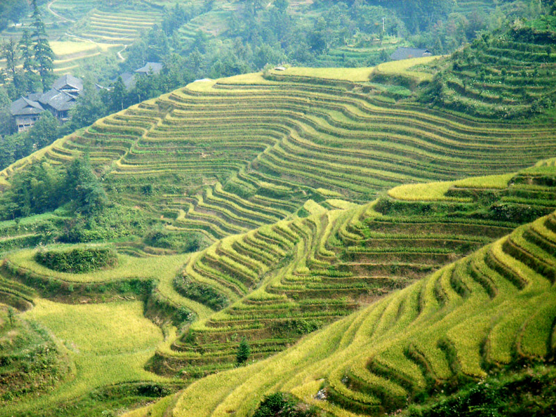 photo of Longji Terrace5