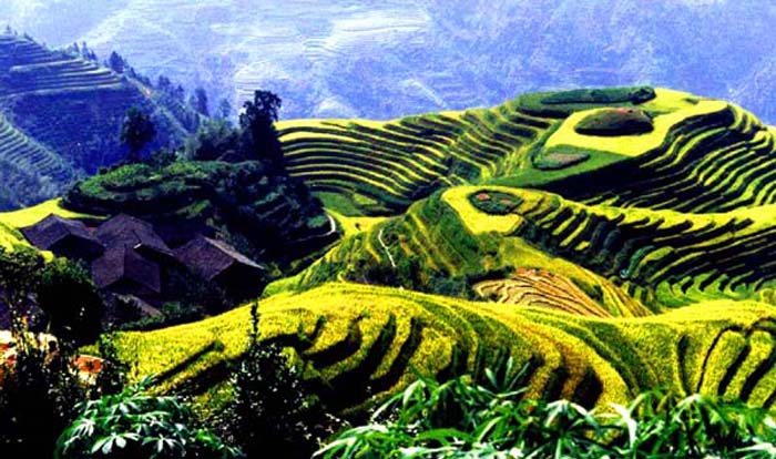 Longji Terrace7 Longji Terrace7