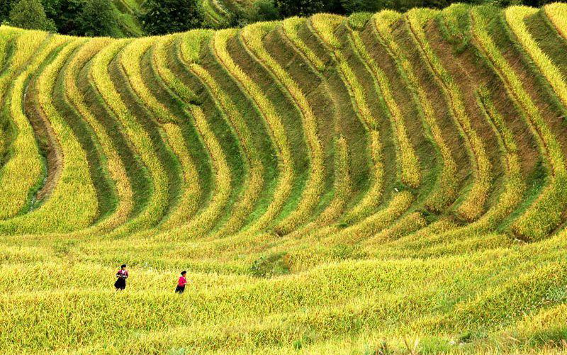 Longji Terrace11 Longji Terrace11