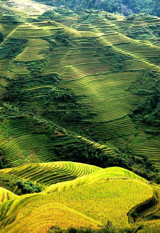 Longji Terrace12 Longji Terrace12