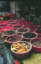 Fishtubs Fishtubs